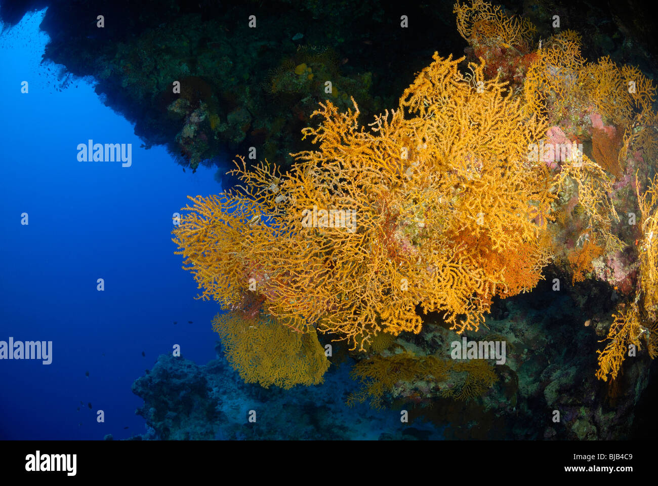 Colony of black coral off Safaga, Egypt, Red Sea. Stock Photo