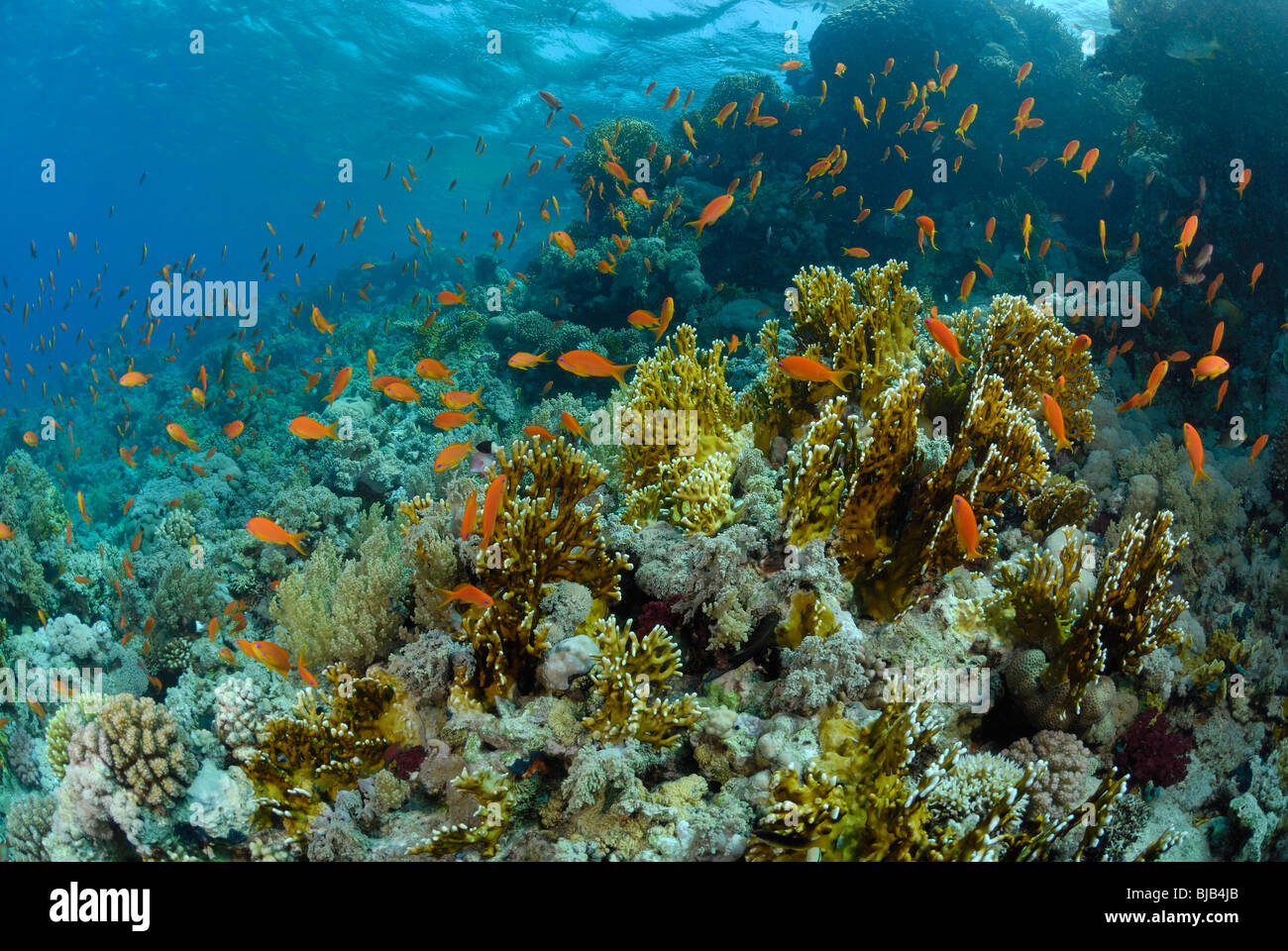 School of  threadfin anthias in the Red Sea, off Hurghada Stock Photo