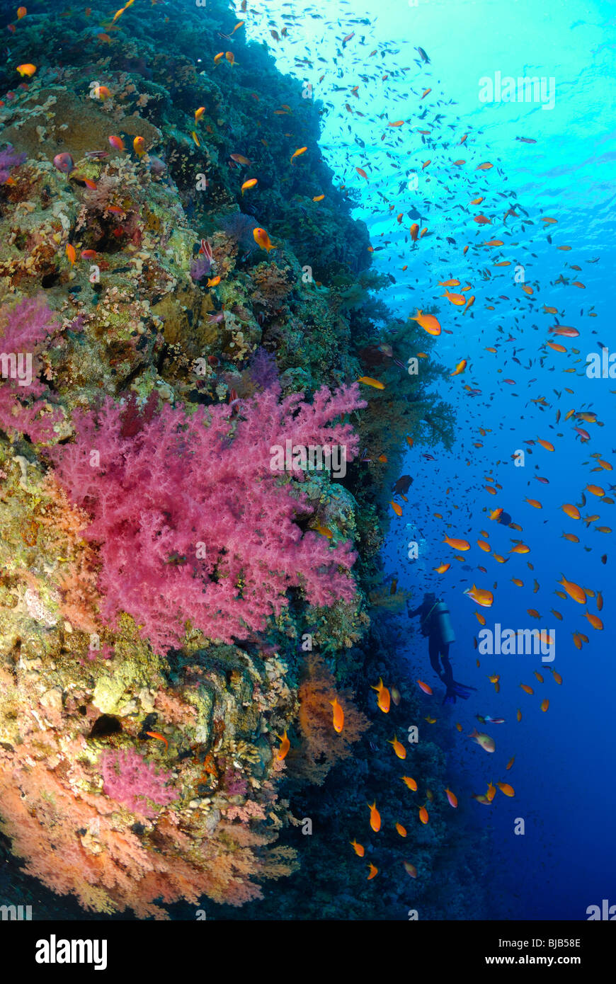 Coral reef and anthias in the Red Sea, off Hurghada, Egypt. Stock Photo