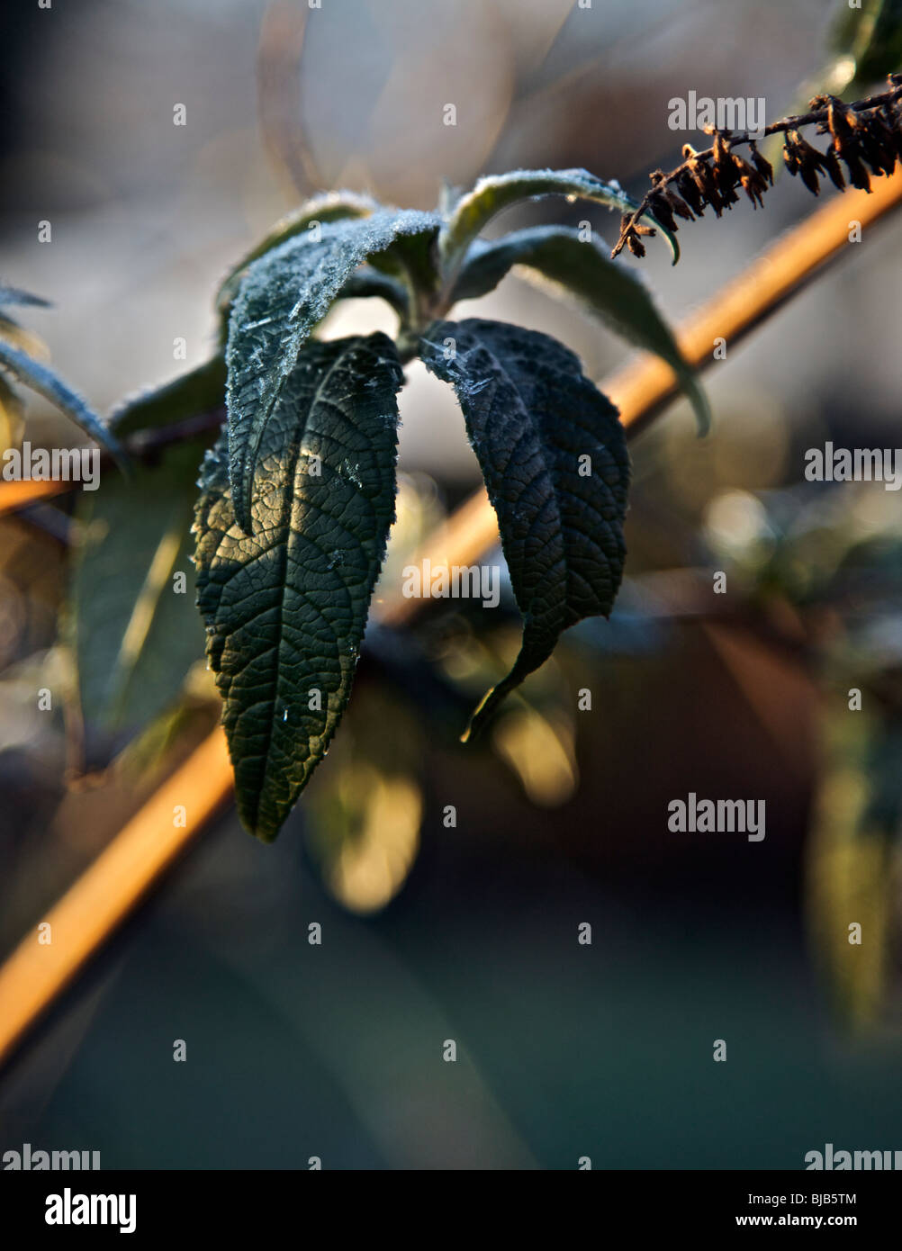 frost on buddleia leaves Stock Photo Alamy