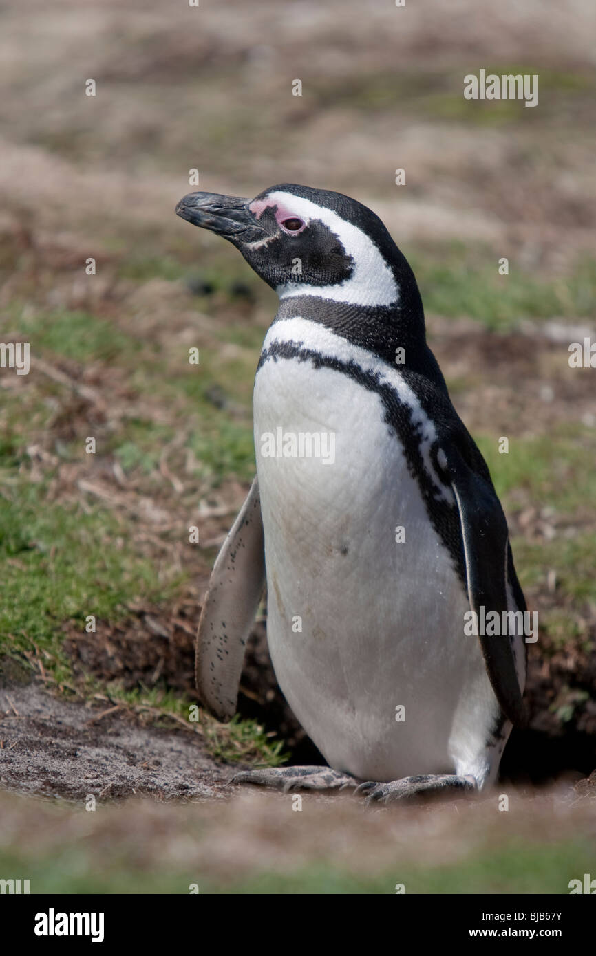 Magellanic Penguin Spheniscus magellanicus Magellanpinguin Jackass Sea Lion Island Falkland Islands Stock Photo