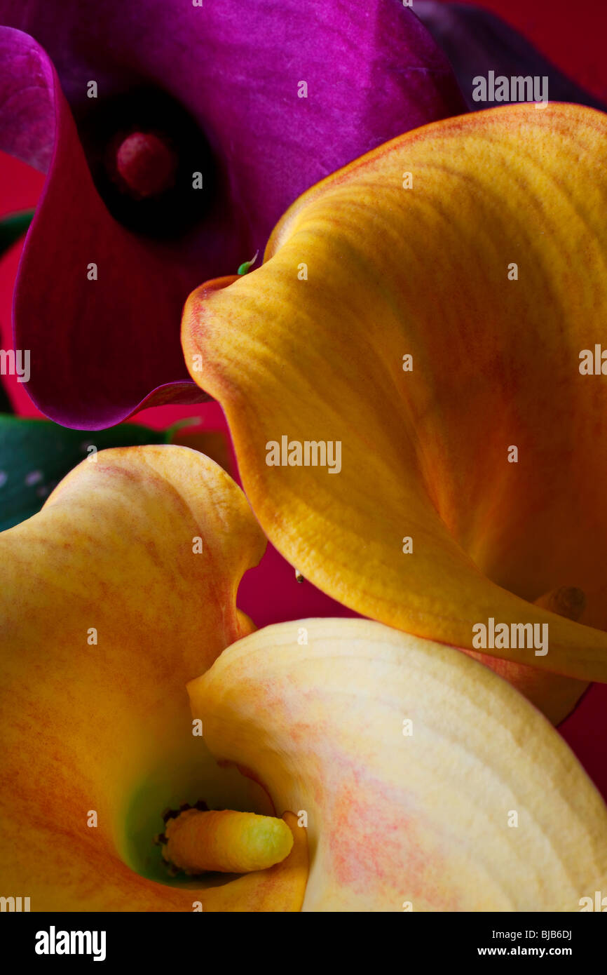 Three calla lilies close up. details Stock Photo