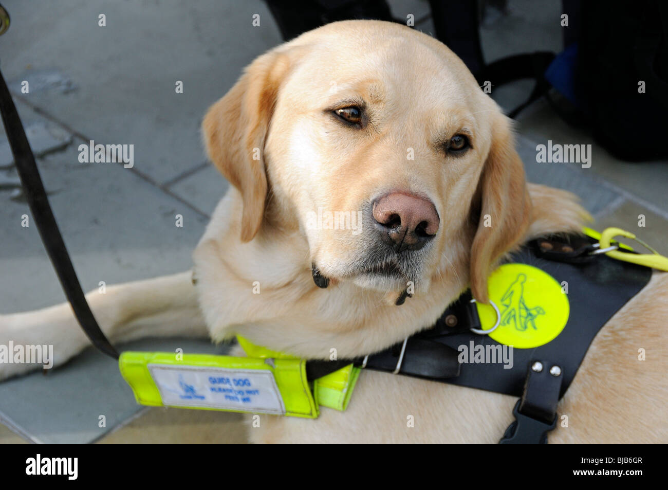 are seeing eye dogs happy