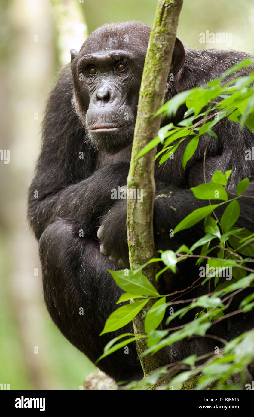 Wild adult beta-male chimpanzee, 'Hatari', sitting on low vines. Stock Photo