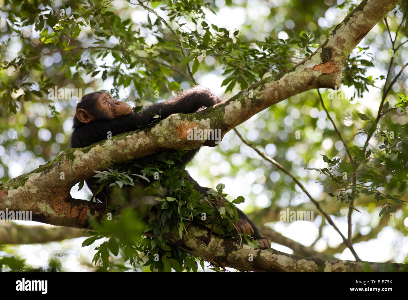Chimpanzee nest hi-res stock photography and images - Alamy
