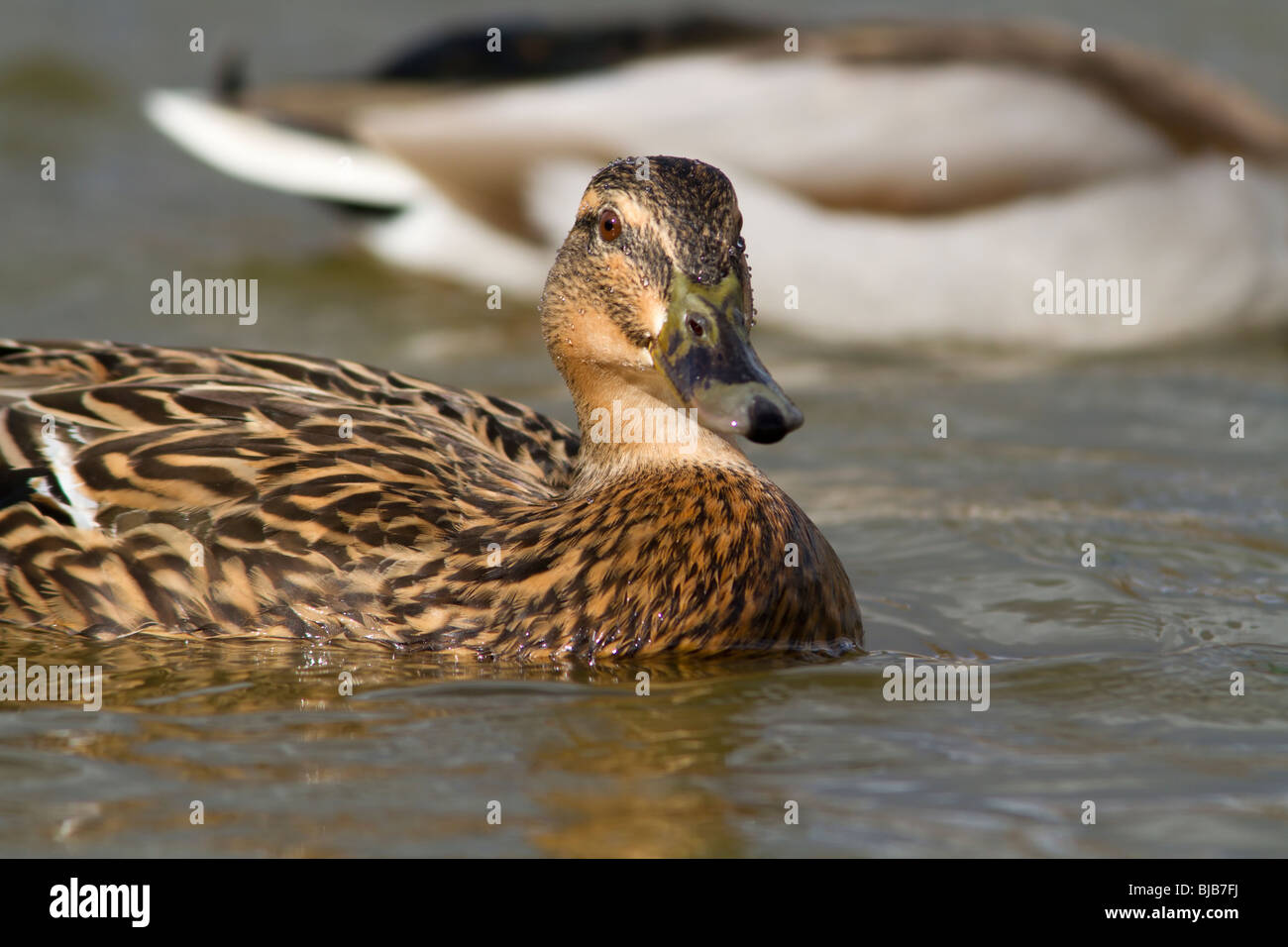 Female mallard with hubby in the background, South Norwood Country Park. Stock Photo