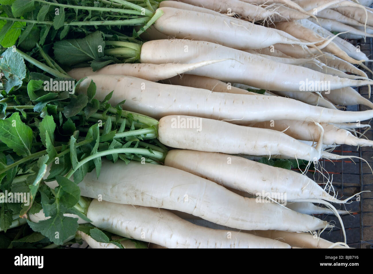 Harvested Daikon Radishes 'Raphanus sativus', Stock Photo