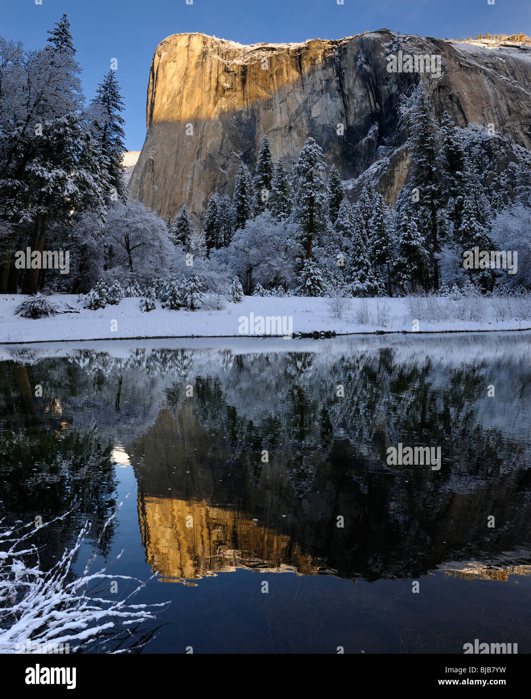 Sunrise on El Capitan mountain in winter reflected in the Merced River with snow covered trees at Cathedral Beach Yosemite National Park California Stock Photo
