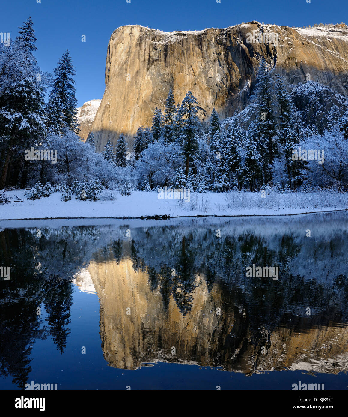 Morning light on El Capitan mountain in winter reflected in the Merced River with snow covered trees in Yosemite Valley National Park California USA Stock Photo