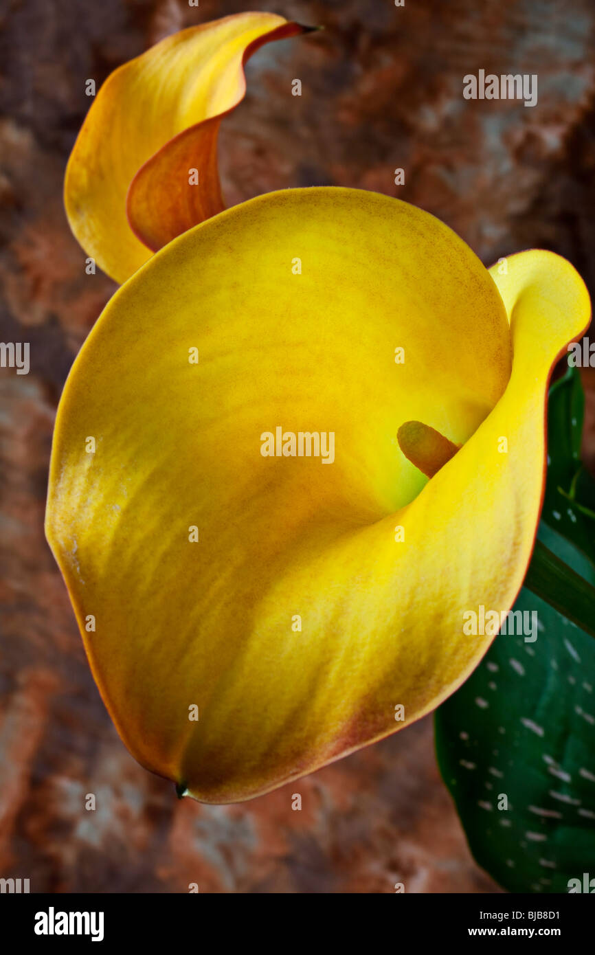 Yellow calla lily close up Stock Photo