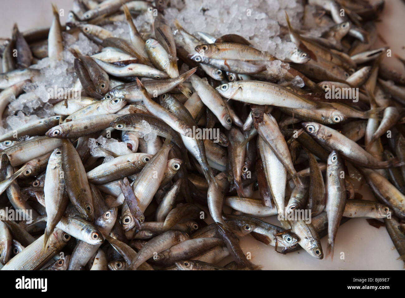 Sardines in fish market in Itea,Greece Stock Photo