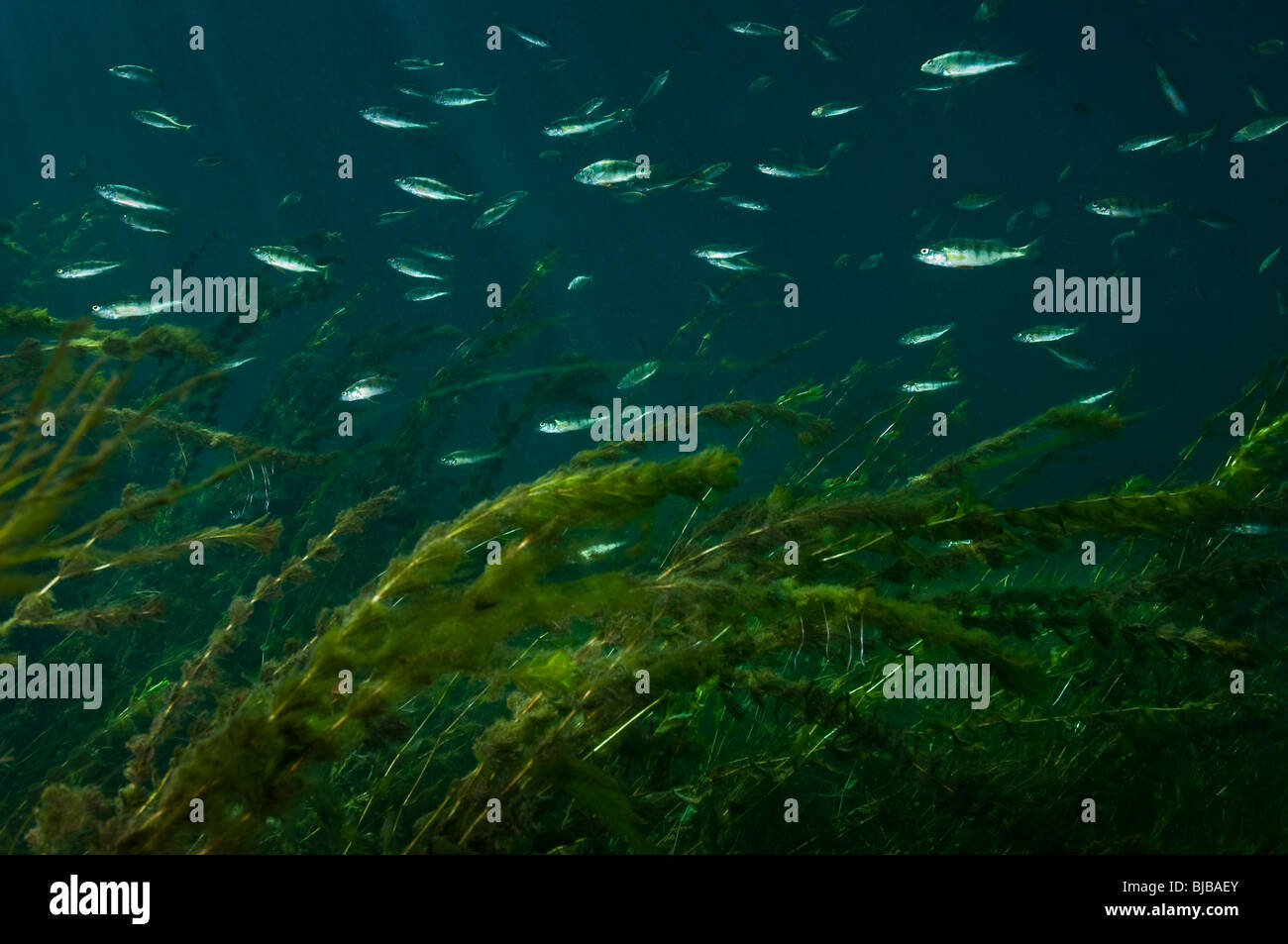 Yellow perch and aquatic plants underwater in the St. Lawrence River in