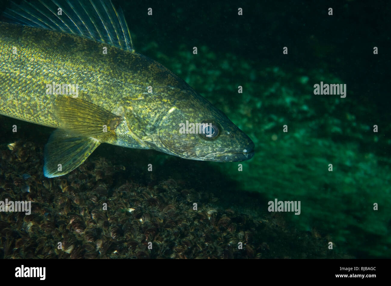Walleye underwater in the St. Lawrence River in Canada Stock Photo - Alamy