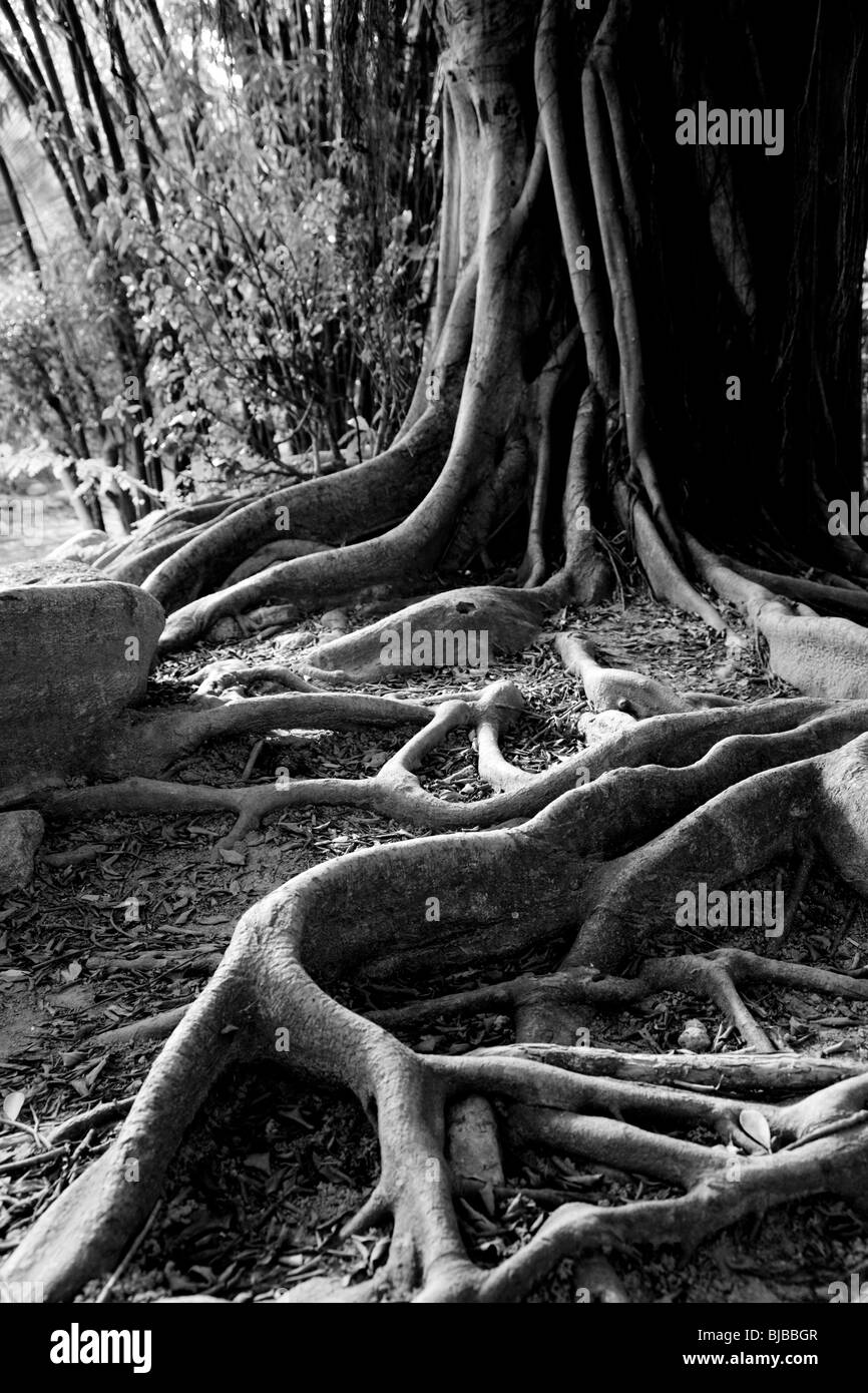 Black and white image of roots of Ficus incipida or chalate Stock Photo