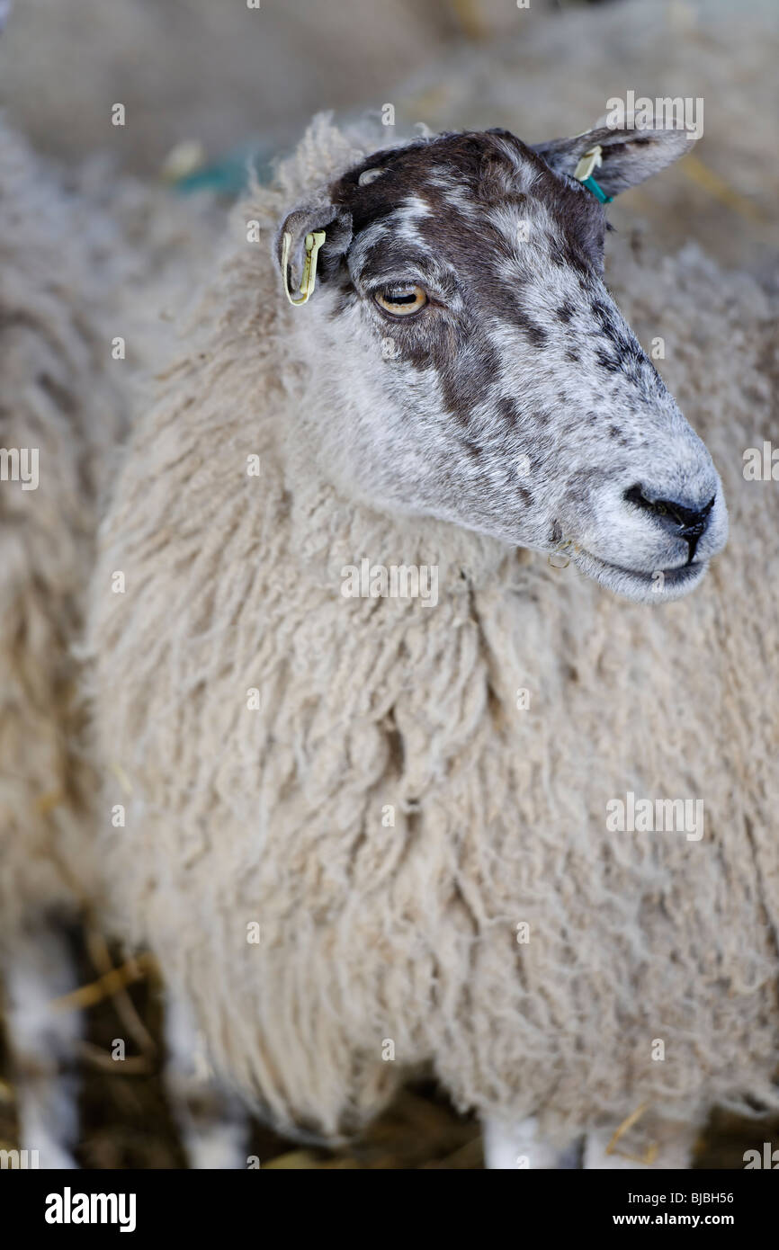 Prime British Livestock - Ewe Stock Photo