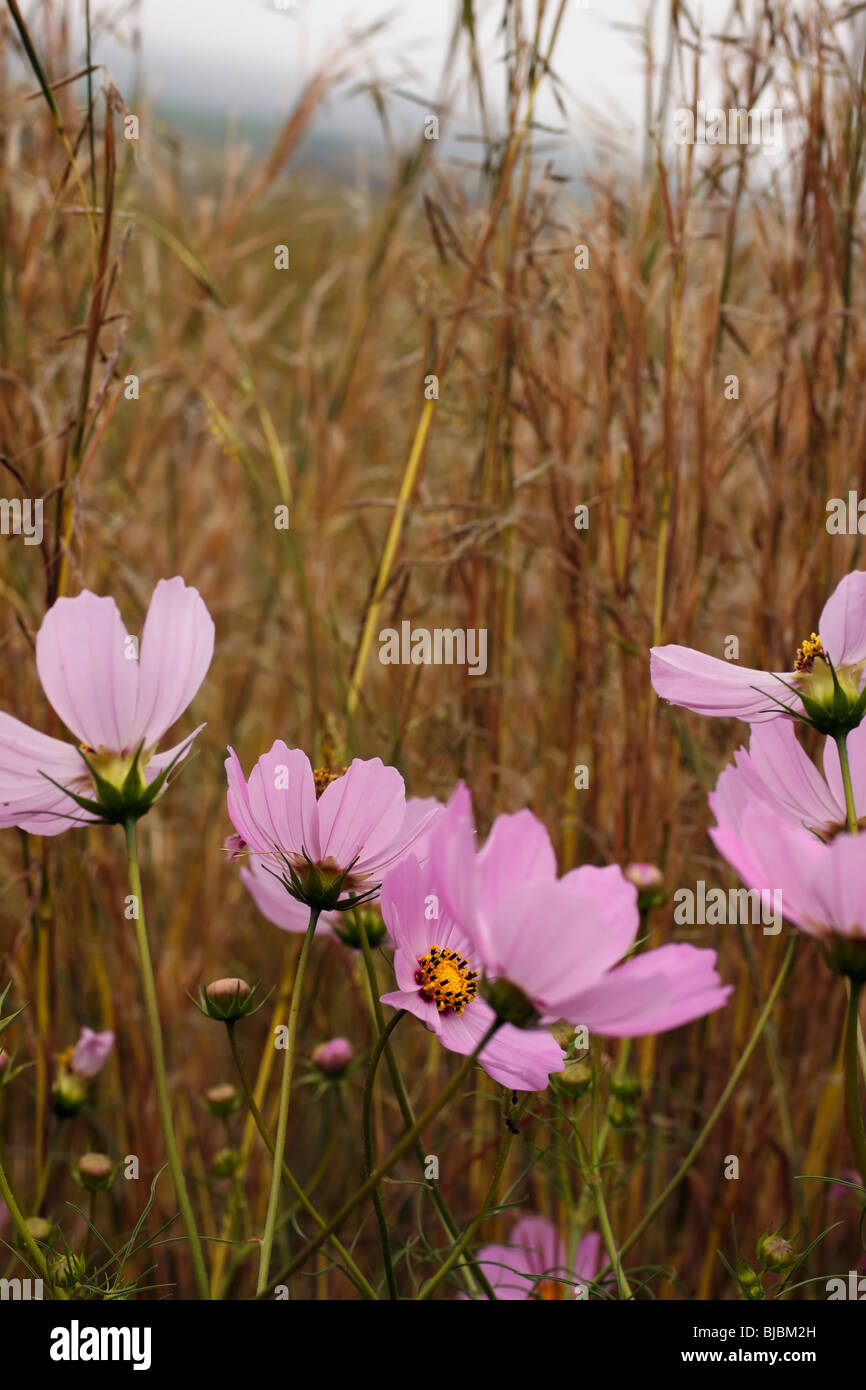 Pink Cosmos wild flowers in Kwazulu Natal, South Africa. Family; Asteraceae. Genus; Cosmos. Species; bipinnatus Stock Photo