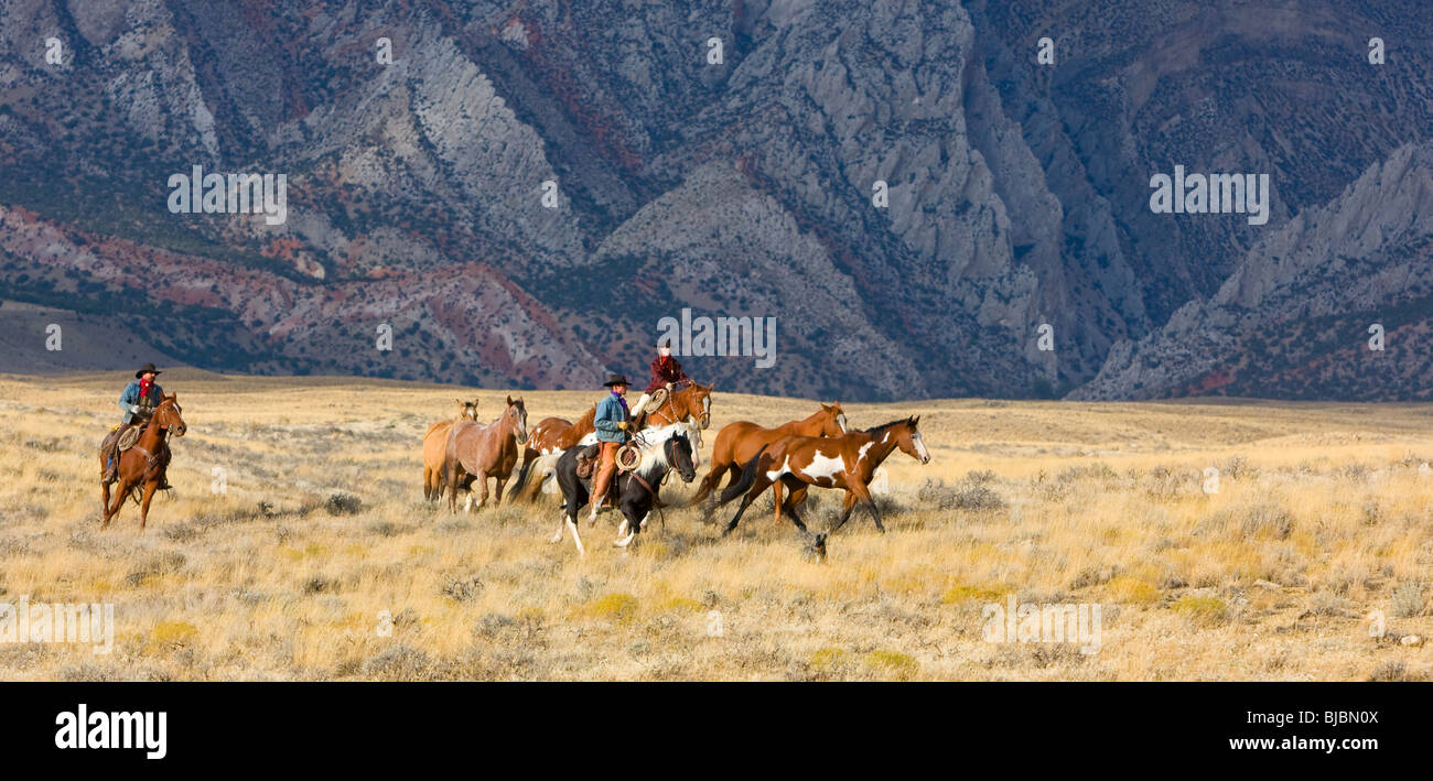 Cowboy horse round up hi-res stock photography and images - Alamy