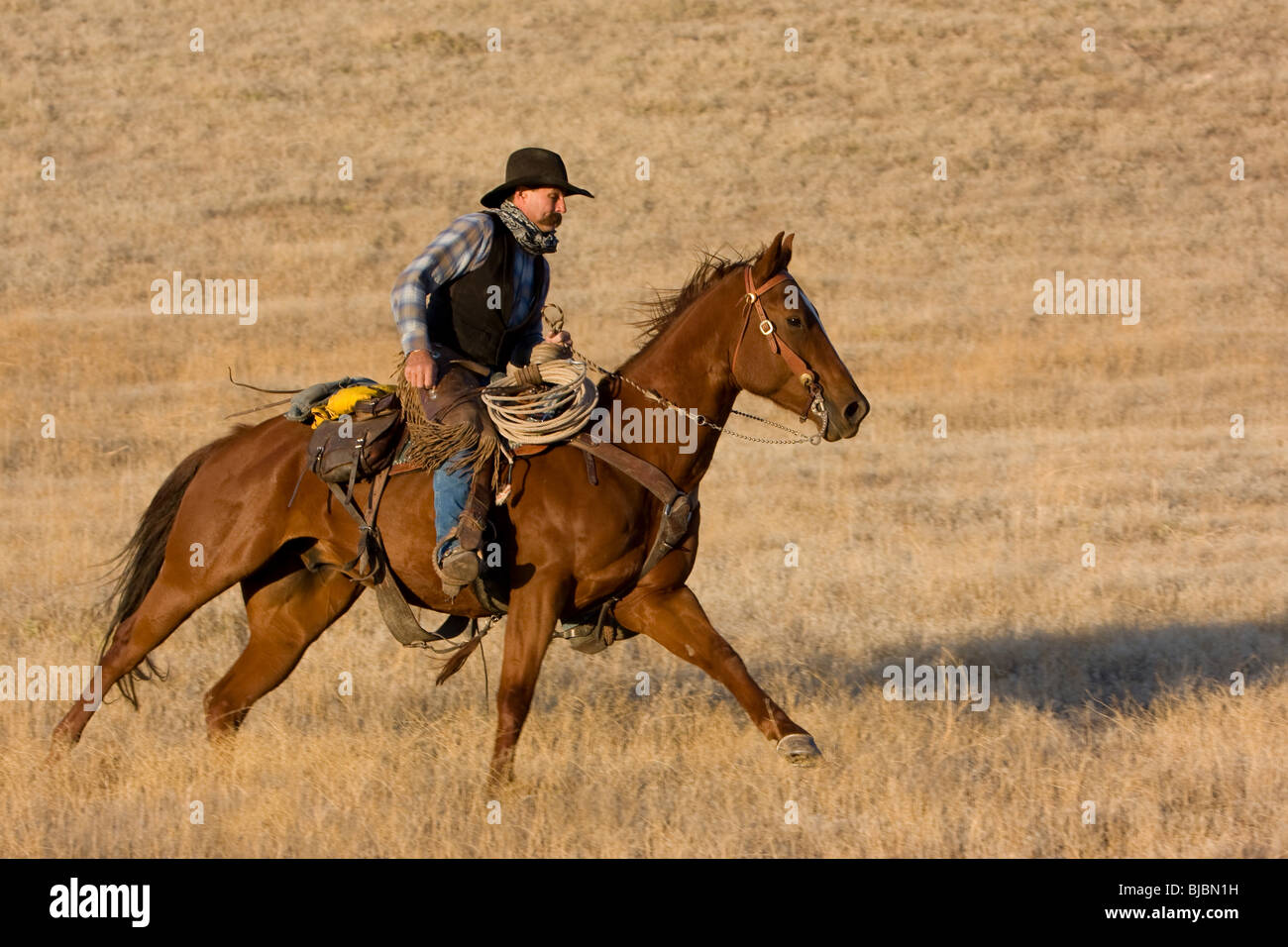 Cowboy rider hi-res stock photography and images - Alamy