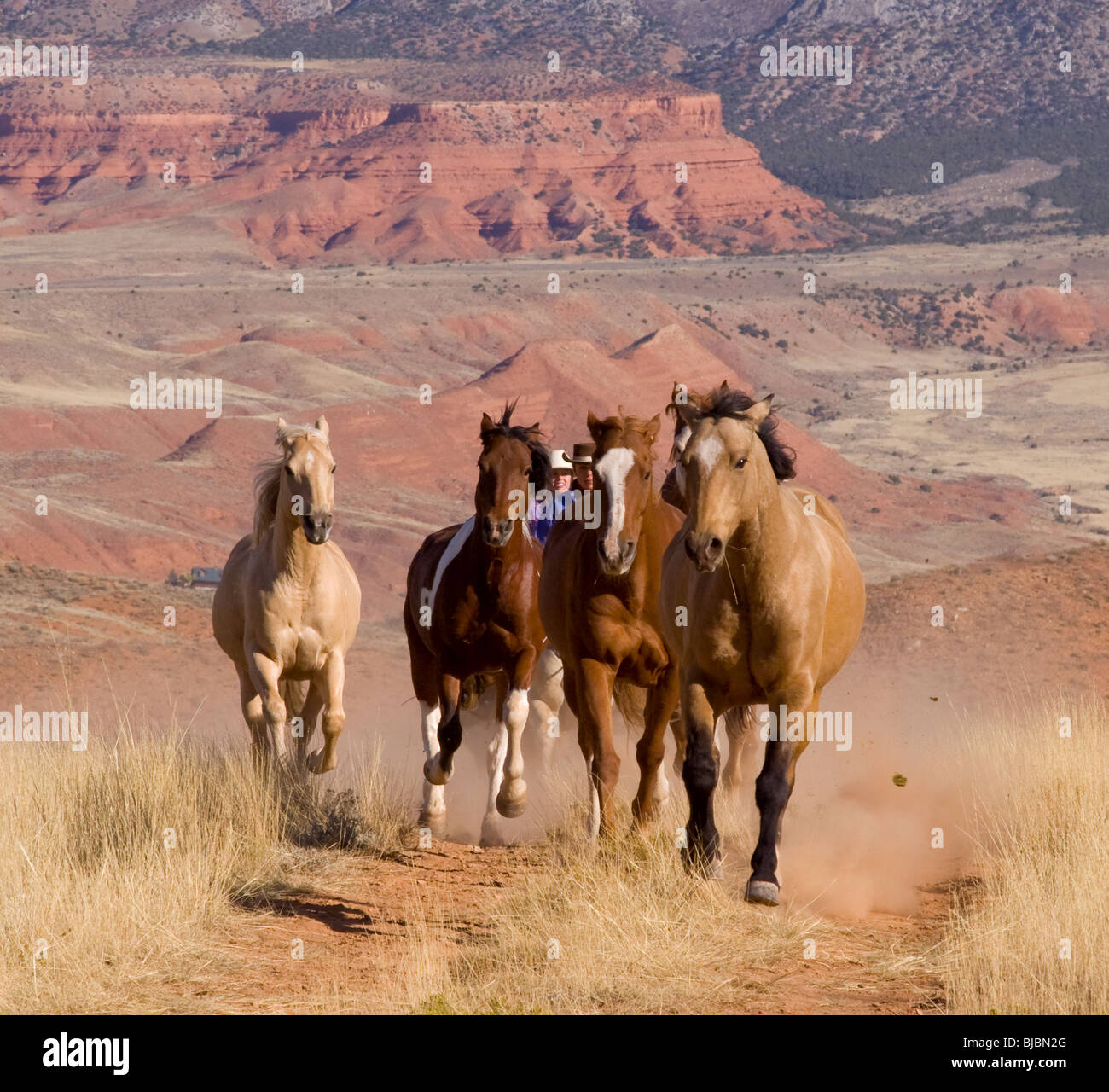 Horse round up Stock Photo - Alamy