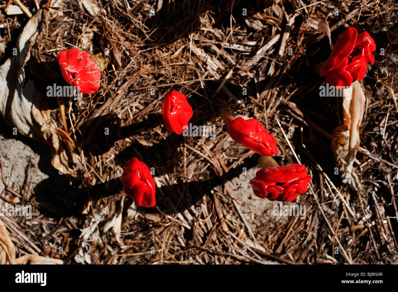 Blood lily (Haemanthus coccineus) coming up in the Autumn in a South Australian garden, Kangaroo Island, South Australia Stock Photo