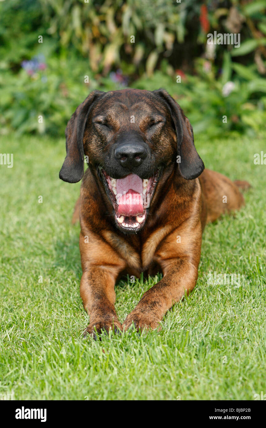 Hanover Hound, hunting dog yawning, Germany Stock Photo Alamy
