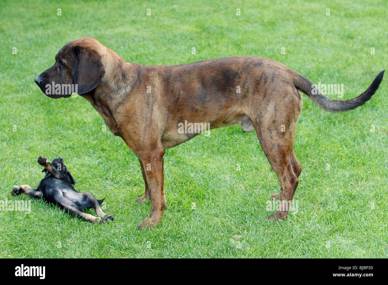 Hanover Hound And Westfalen Terrier Puppy Two Hunting Dogs Playing Stock Photo Alamy