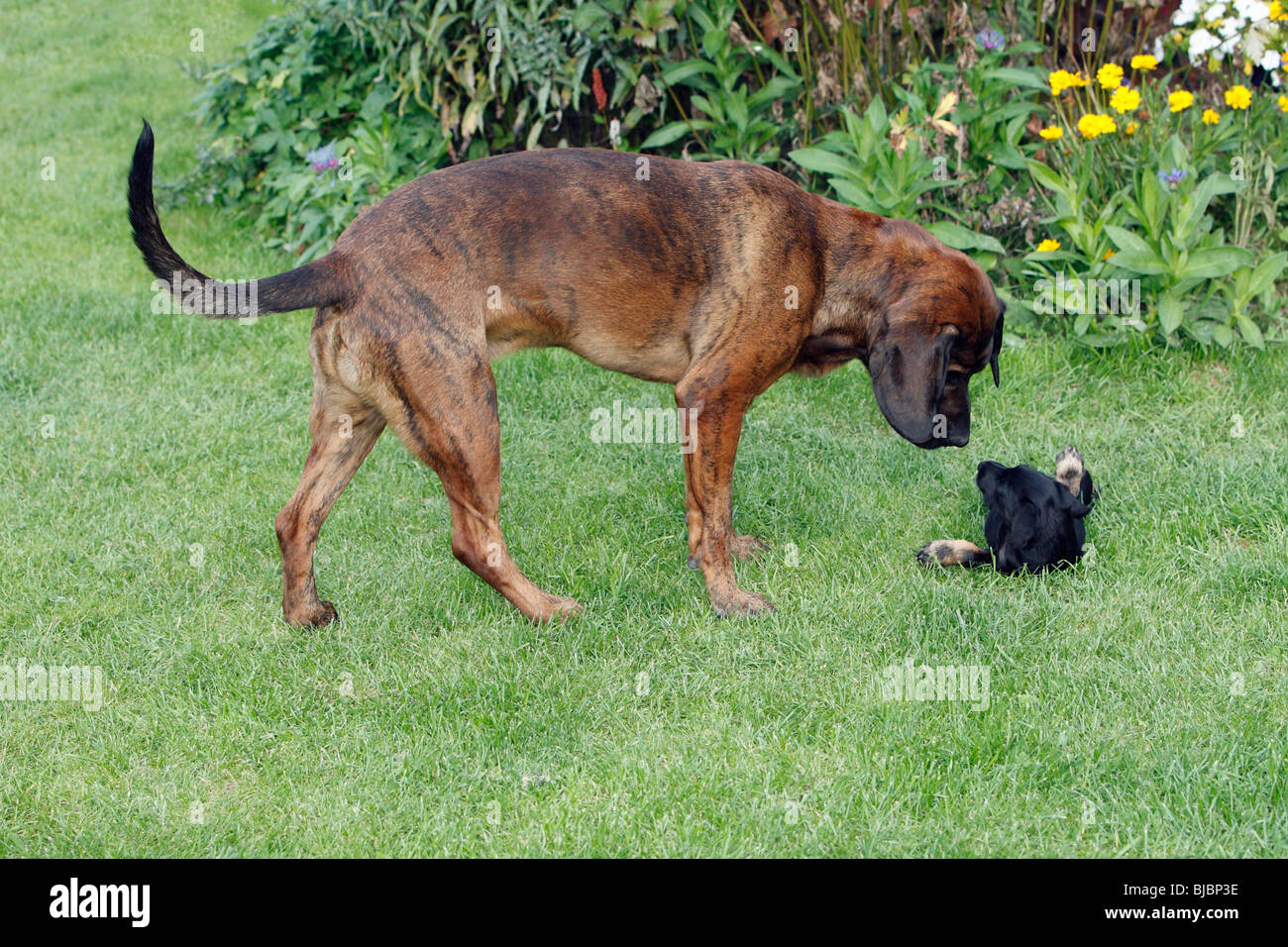 Hanover Hound And Westfalen Terrier Puppy Two Hunting Dogs Playing Stock Photo Alamy