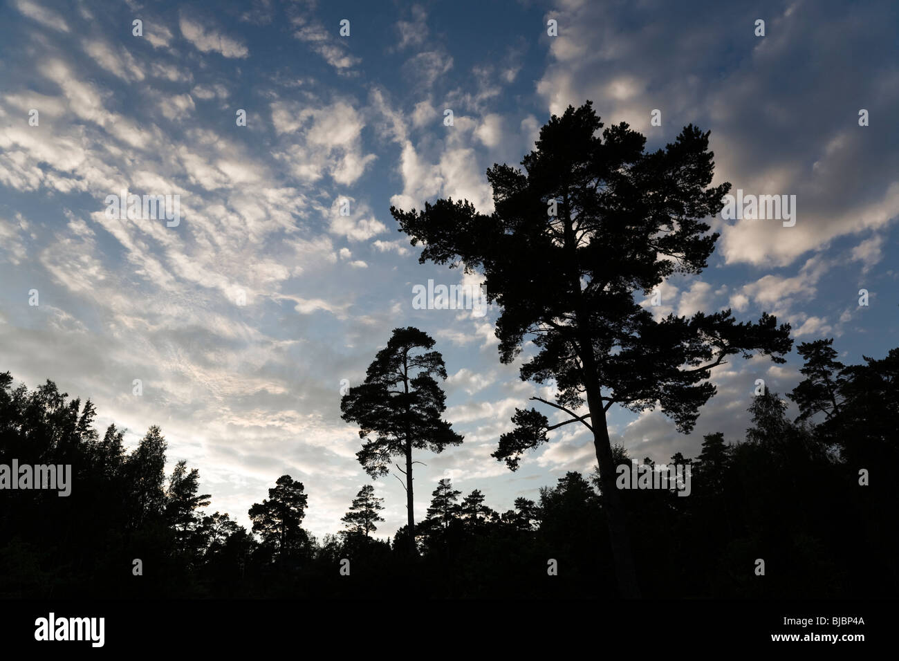 Silhouettes of pine trees against summer night sky Stock Photo - Alamy