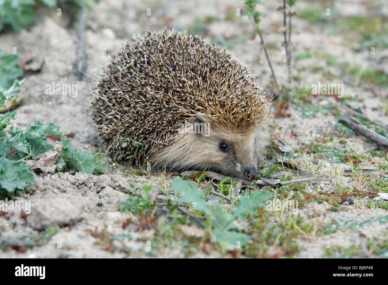 European Hedgehog (Erinaceus europaeus) blonde coloured phase animal, Portugal Stock Photo