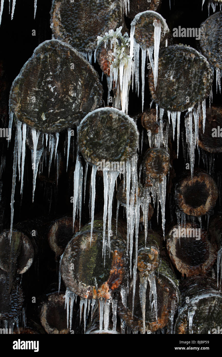 Ice Rain, icicles on log pile, after sudden temperature drop in winter, Germany Stock Photo