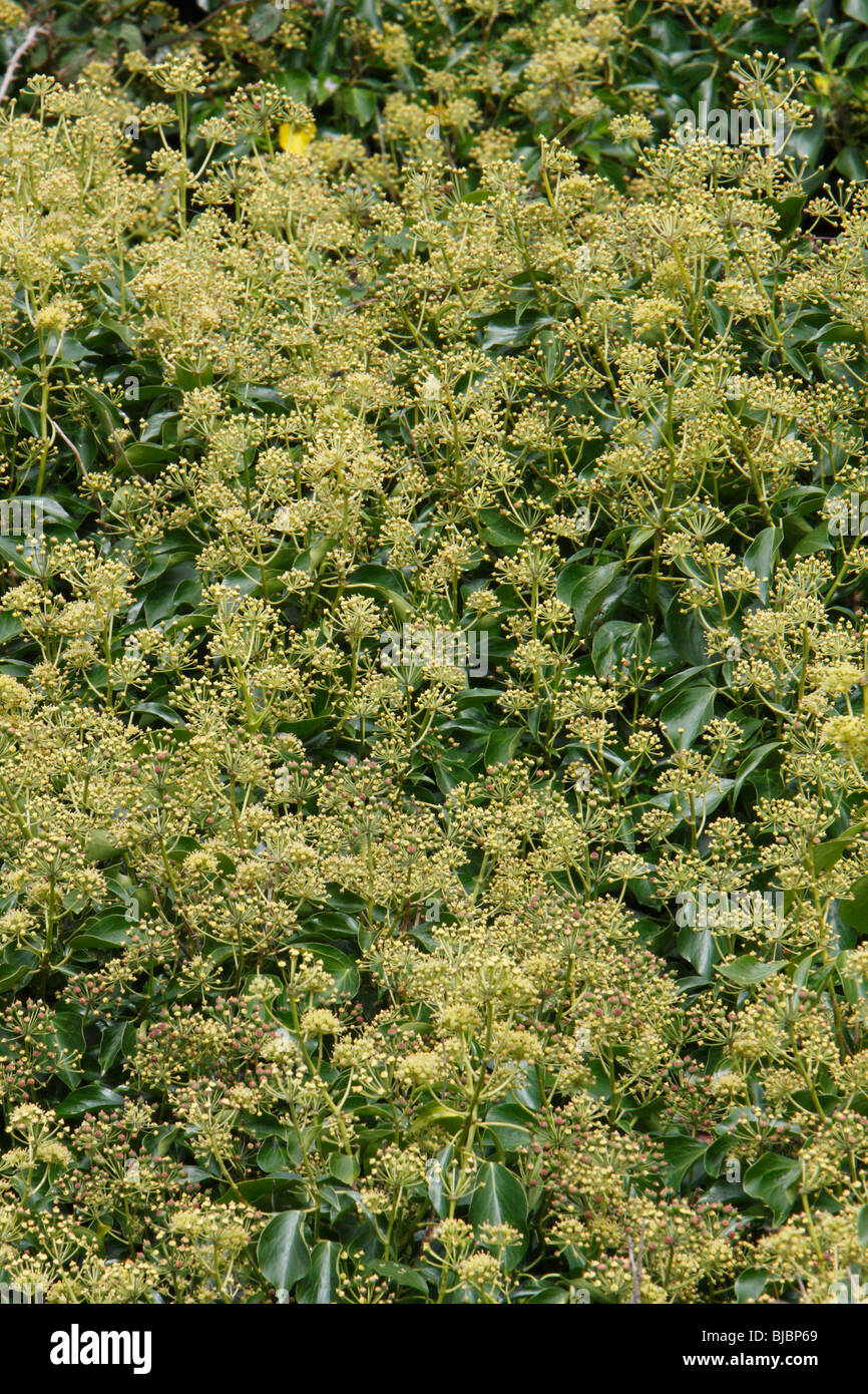 Common Ivy, (Hedera ilex), flowering in autumn, Cornwall, UK Stock Photo