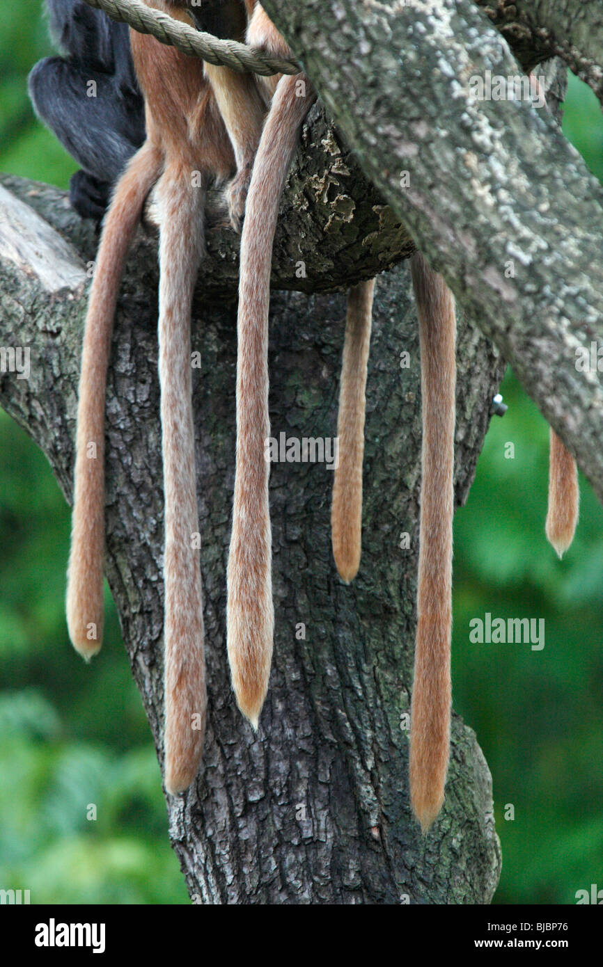 Ebony Leaf Monkey / Javan Langur (Prebytis auratus), tails of family group huddled together Stock Photo