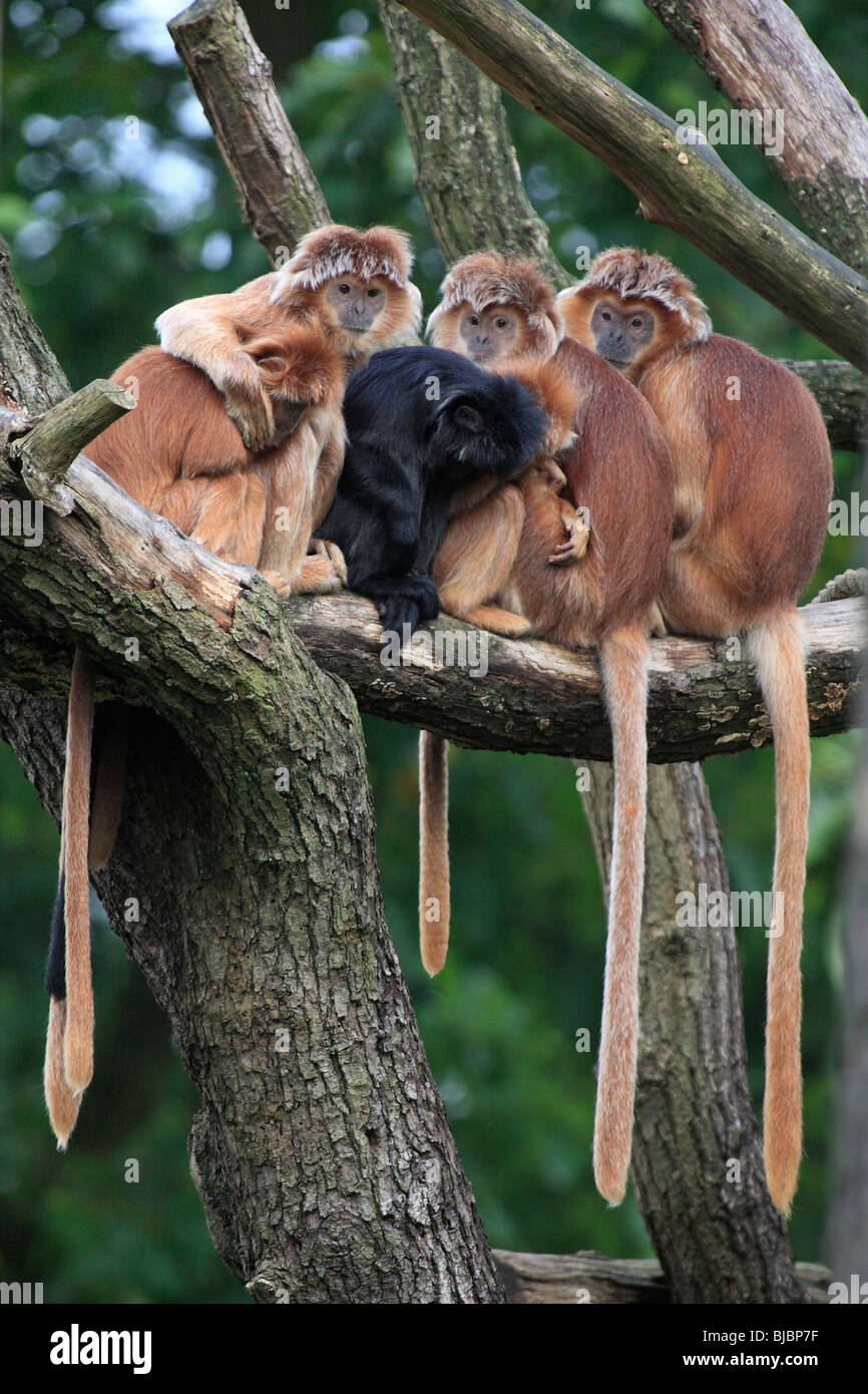 Ebony Leaf Monkey / Javan Langur (Prebytis auratus), family group huddled together, resting Stock Photo