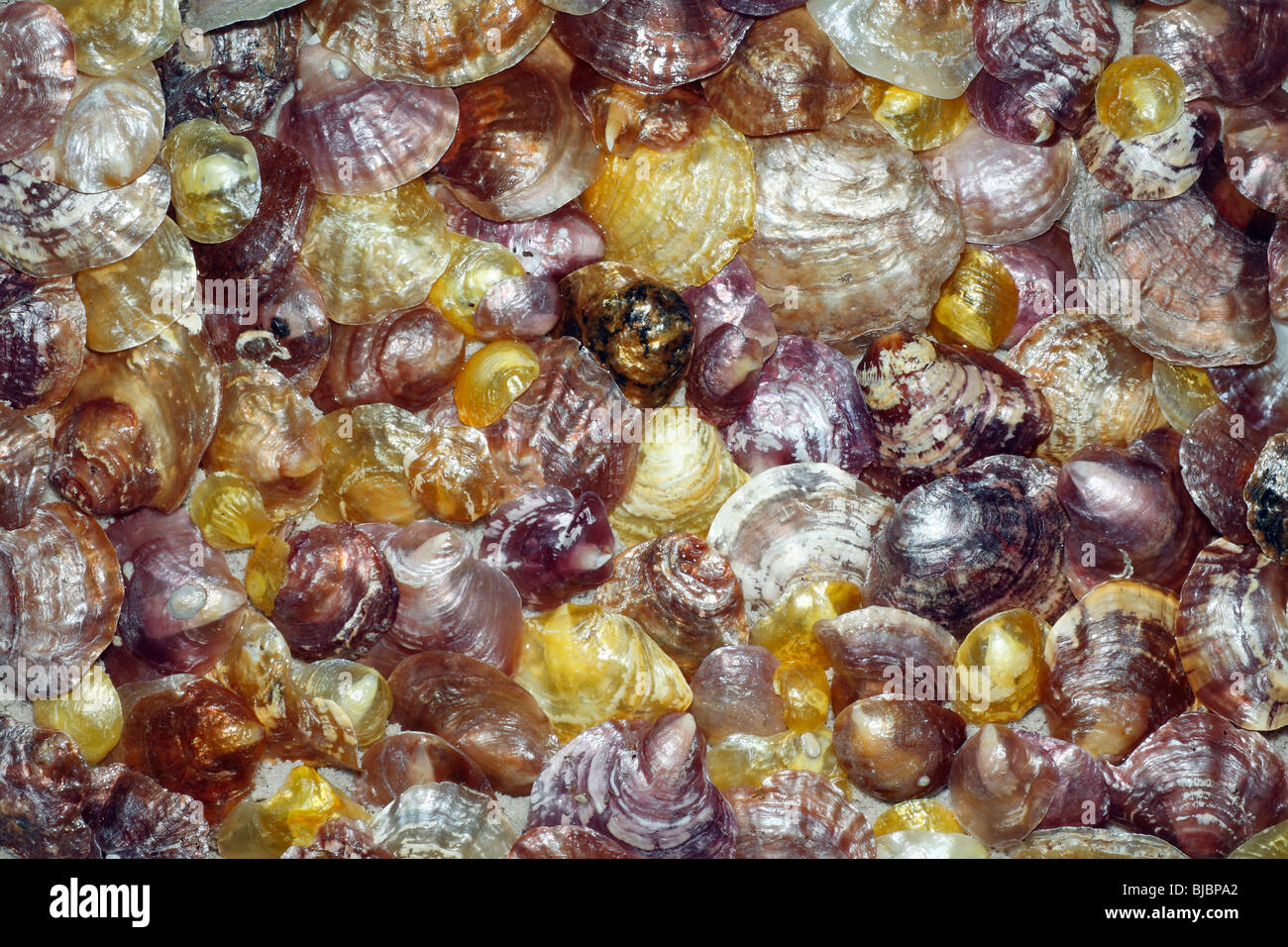 Jingle Shells (Anomia simplex), beach at Coto Donana National Park, Andalucia, South Spain Stock Photo