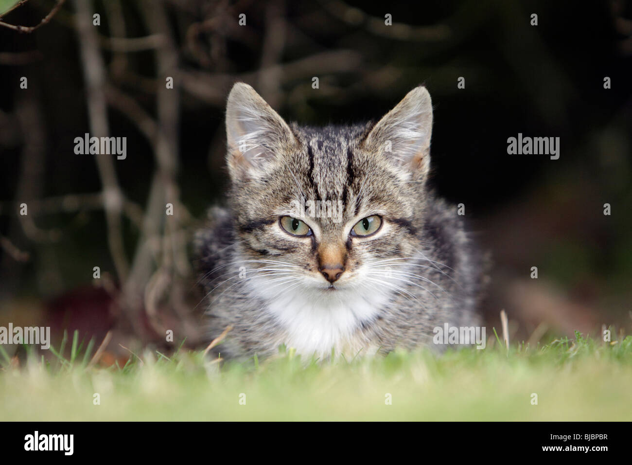 Kitten - sitting in garden Stock Photo