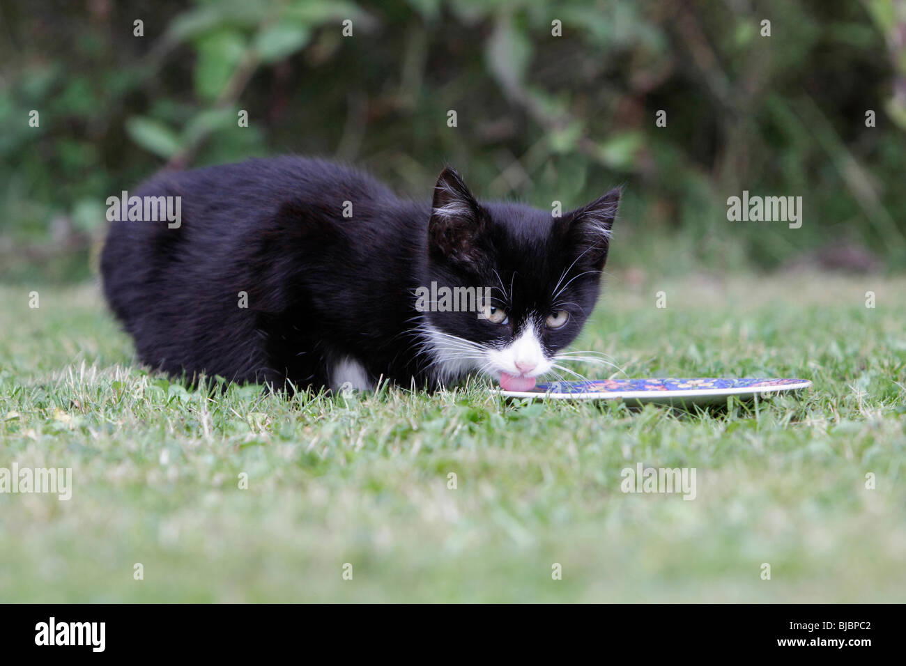 Cat, young black kitten feeding from plate in garden Stock Photo
