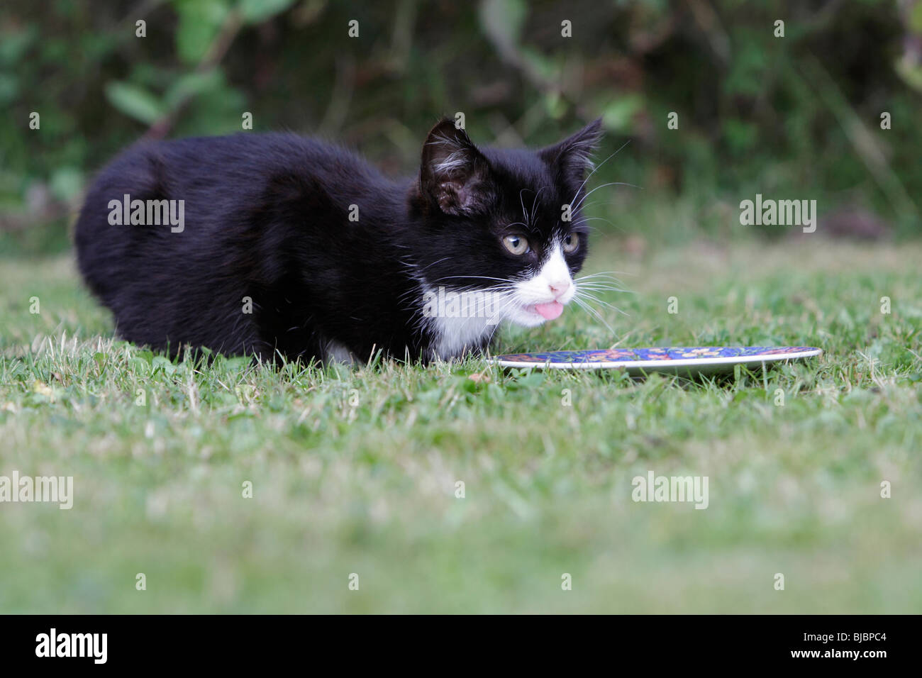 Cat, young black kitten feeding from plate in garden Stock Photo