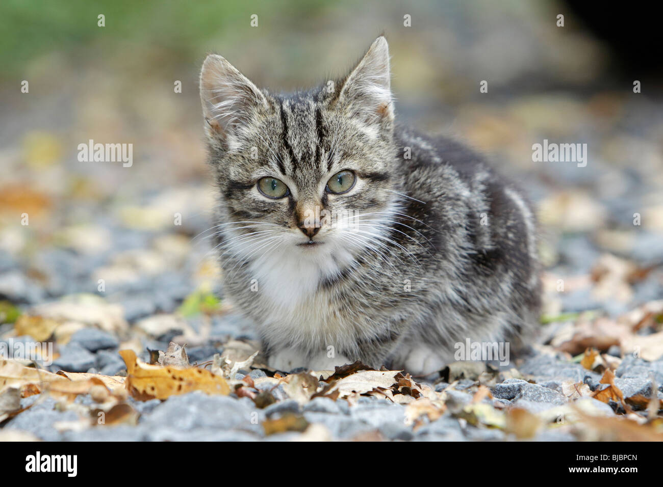 Grey cat in garden hi-res stock photography and images - Alamy