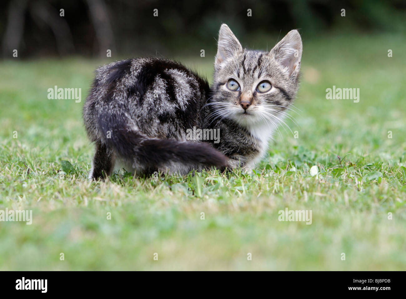 Cat, young grey striped kitten in garden Stock Photo