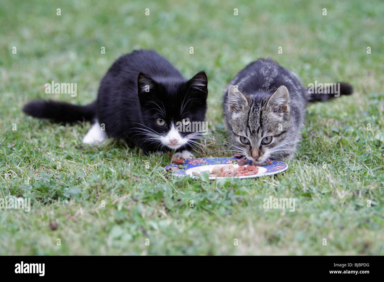 Kittens - 2 kittens feeding from plate in garden Stock Photo