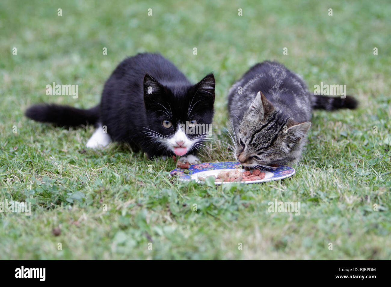 Cat, two young kittens, feeding from plate in garden Stock Photo