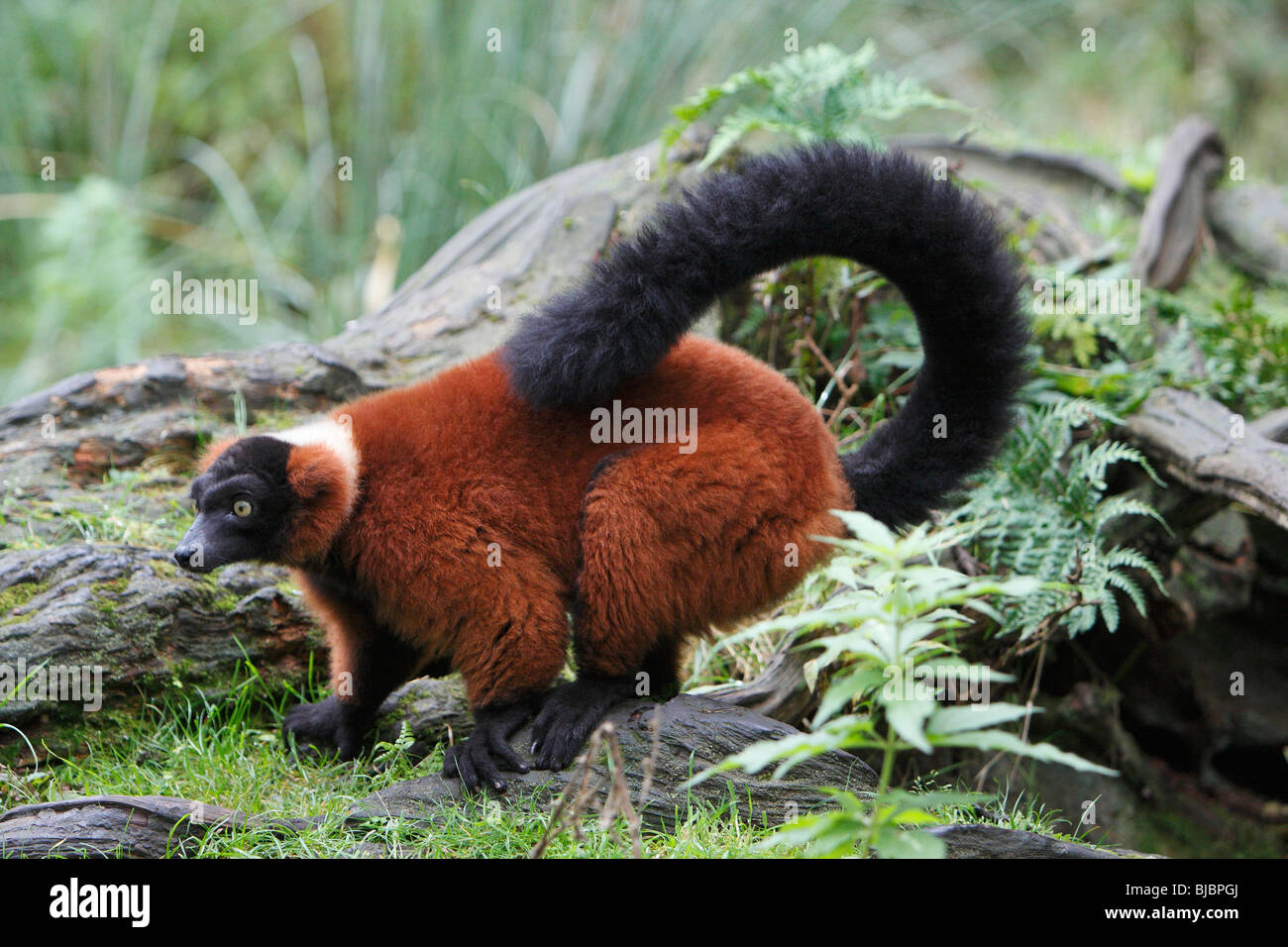 Red Ruffed Lemur (Varecia variegata), searching for food on ground ...