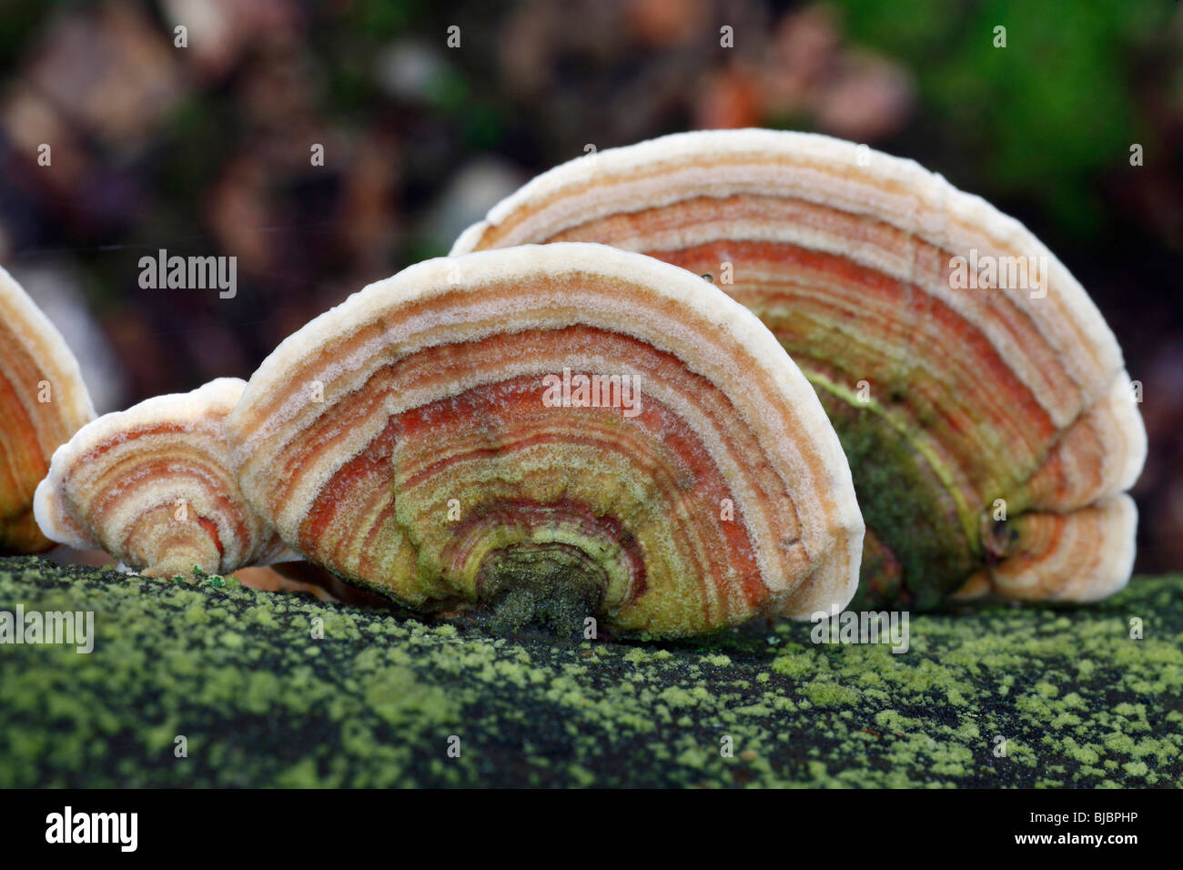 Fungus (Lenzites betulina), fruiting bodies growing on dead tree stem Stock Photo