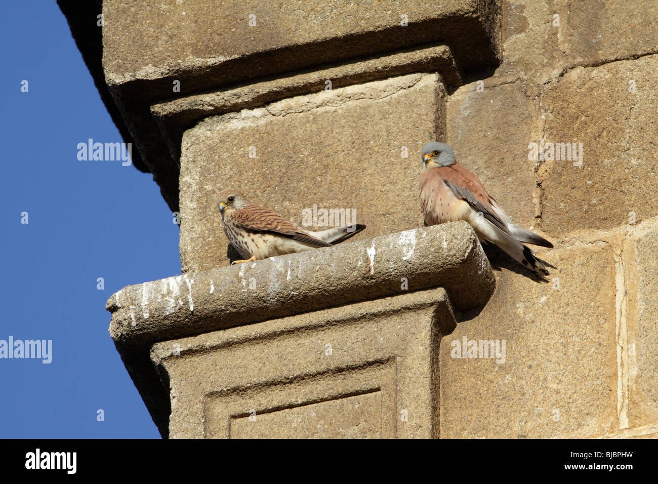 Lesser Kestrel (Falco naumanni) - pair on stone ledge of church, Extremadura, Spain Stock Photo