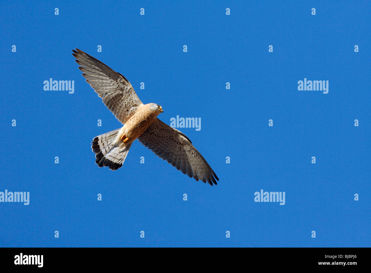 Male kestrel in flight hires stock photography and images Alamy