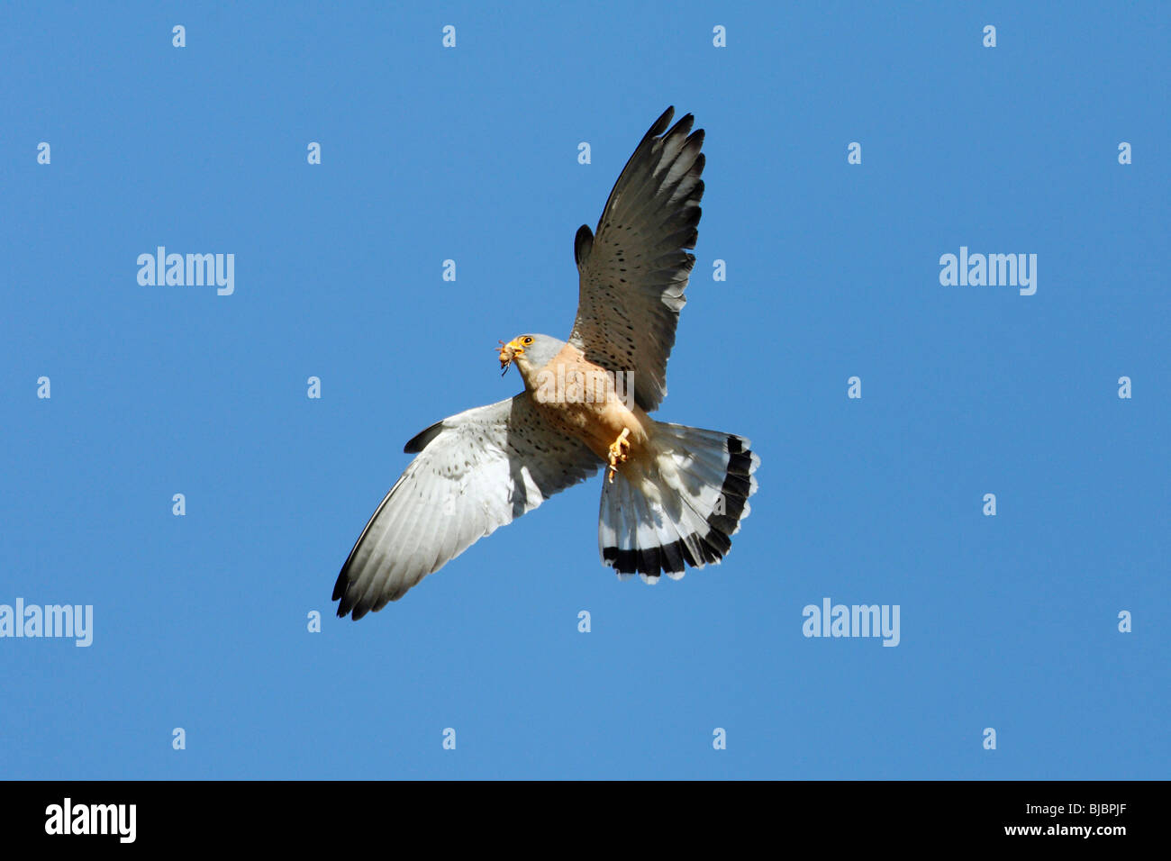 Lesser Kestrel (Falco naumanni) - male in flight, with food in beak Stock Photo