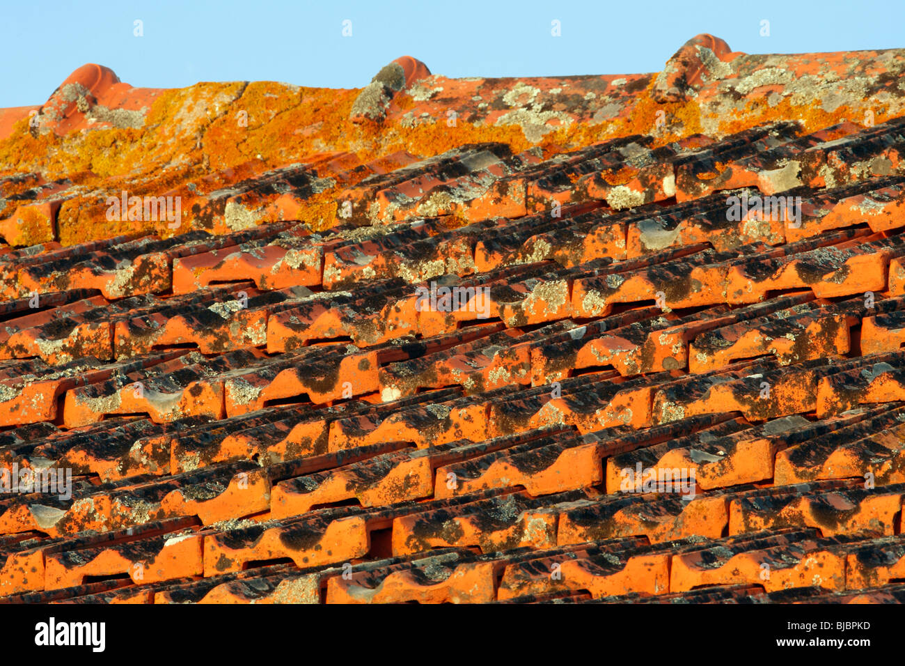 Crustose Lichens, on roof tiles, Portugal Stock Photo