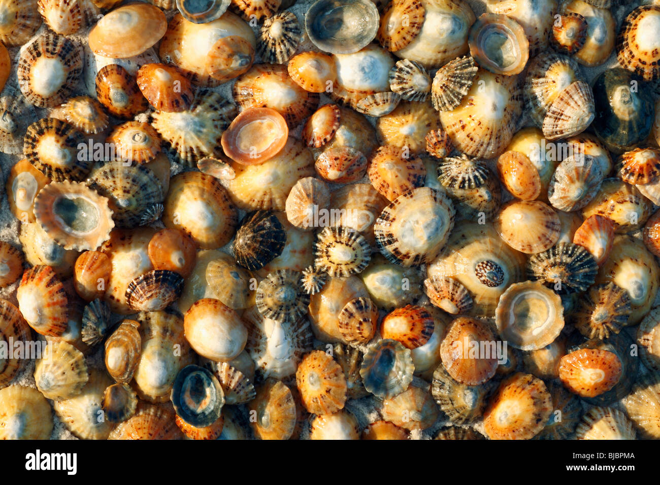 Common Limpet Shells (Patella vulgata), on coast at Bamburgh, Northumberland, England Stock Photo