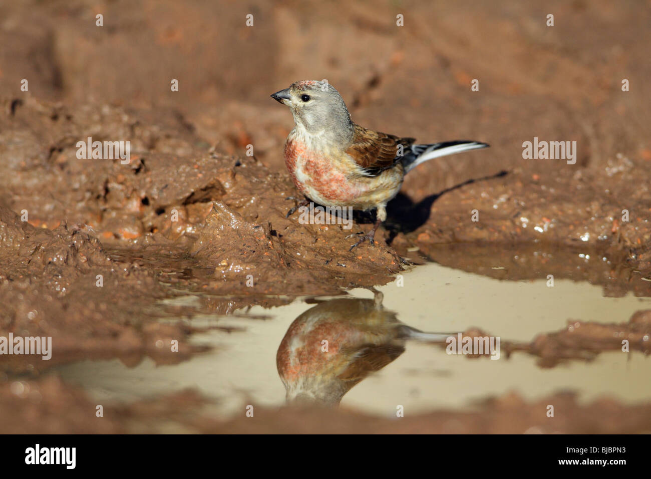 Linnet (Acanthis cannabina), male drinking from puddle, Germany Stock Photo