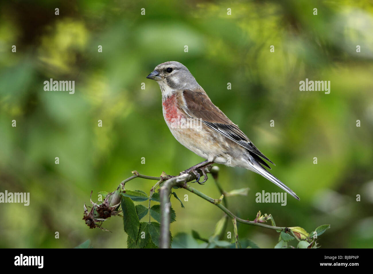 Linnet (Acanthis cannabina), male perched on rose bush, Germany Stock Photo